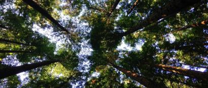 environmental science